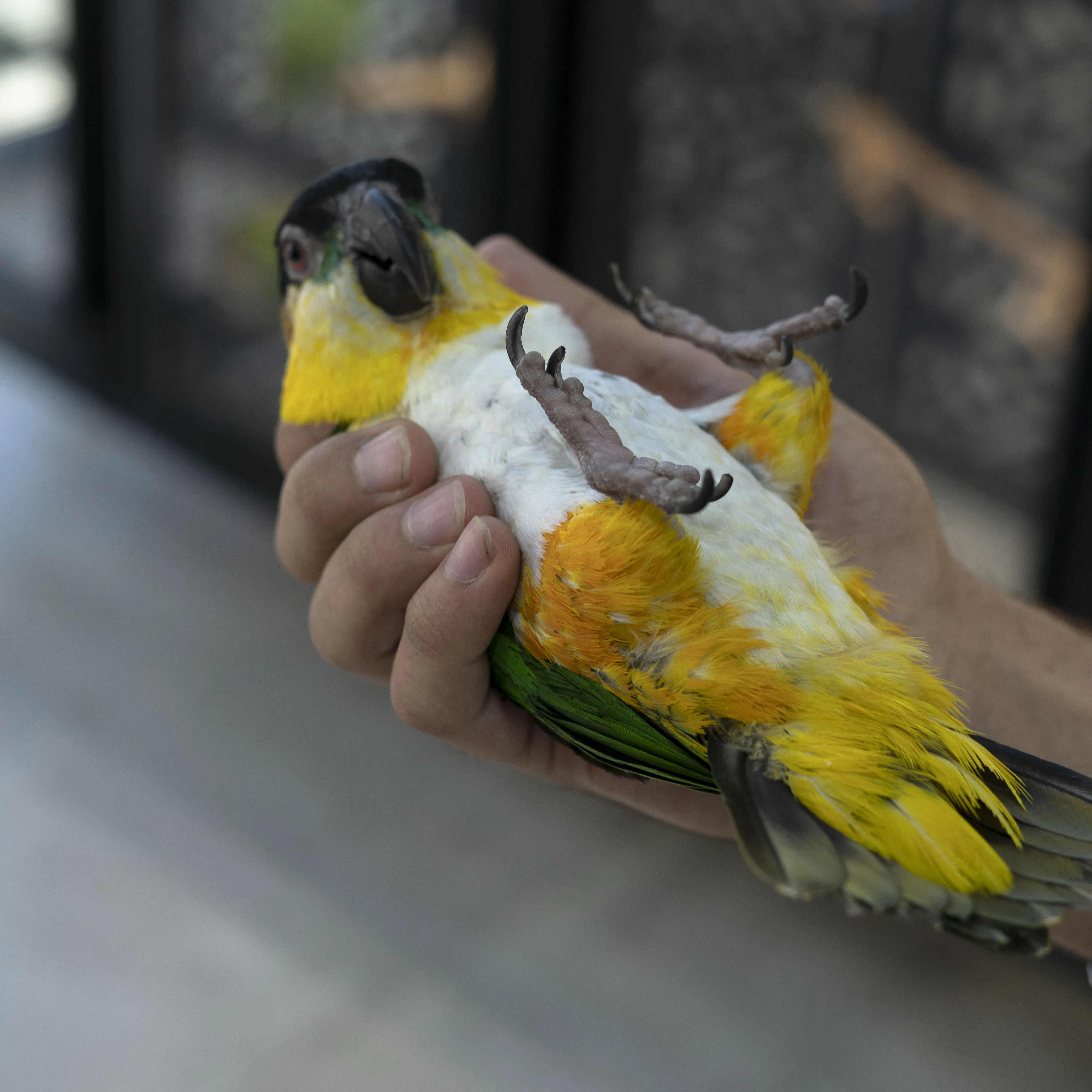کایک