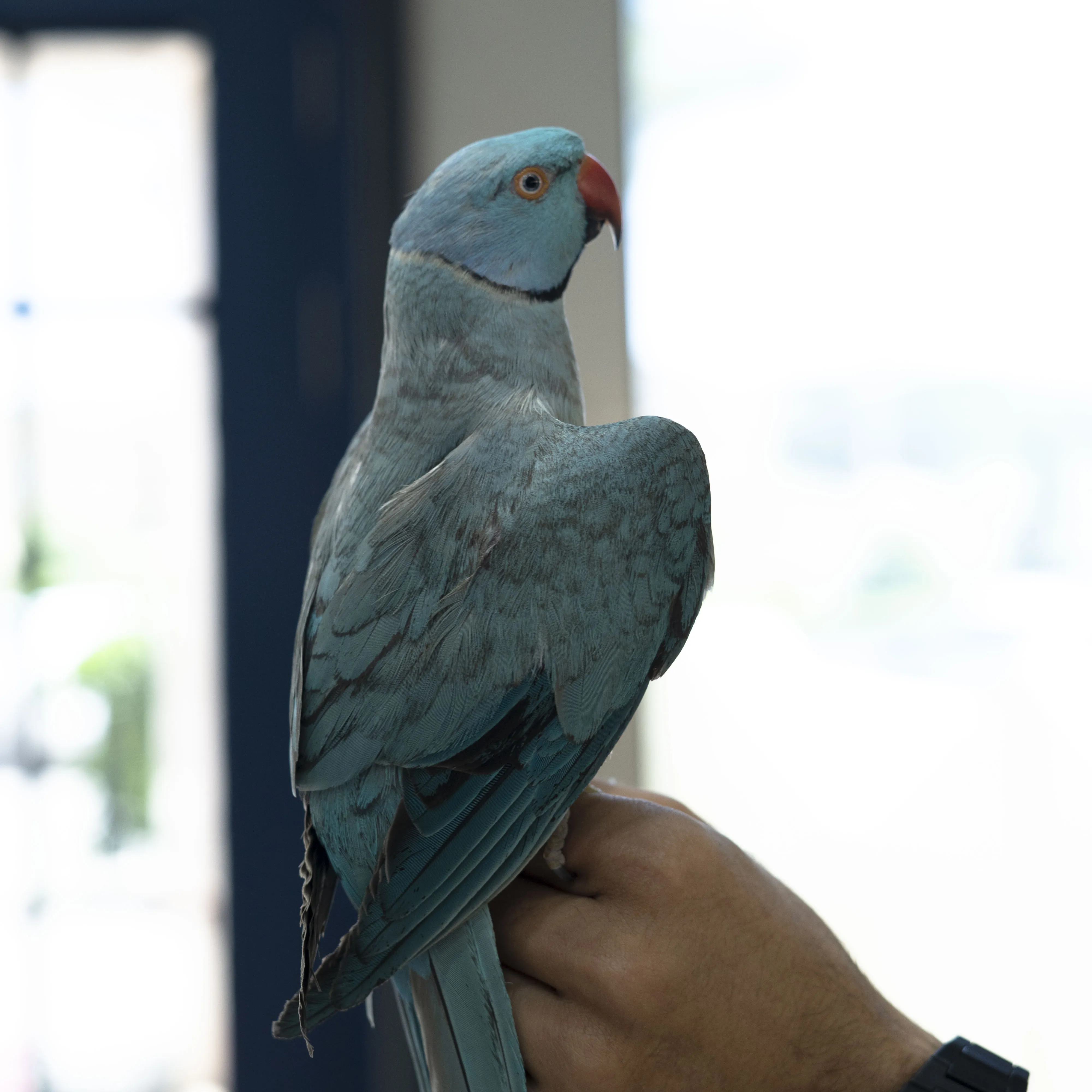ملنگو دستی