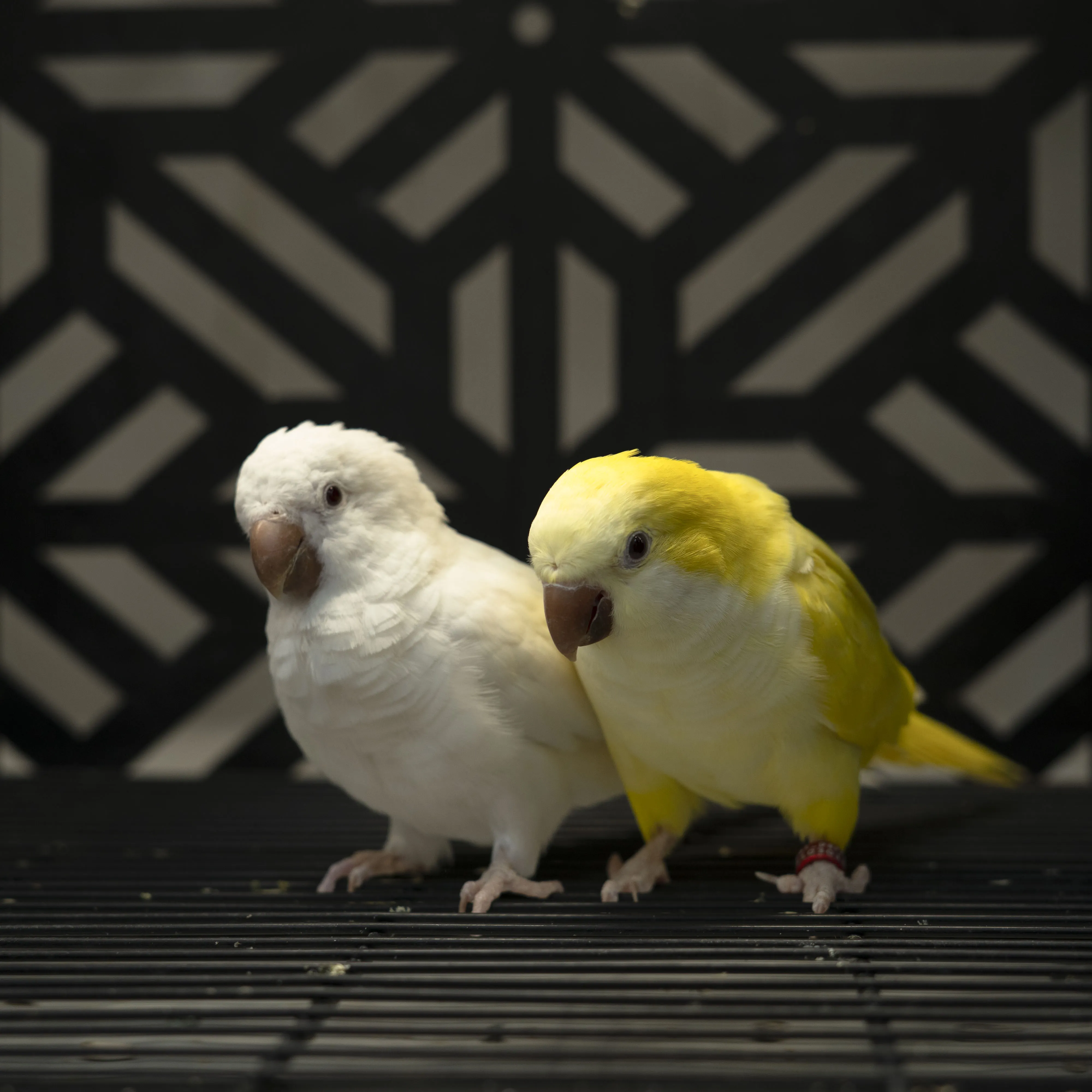 جفت مولد دستی راهب زرد و سفید